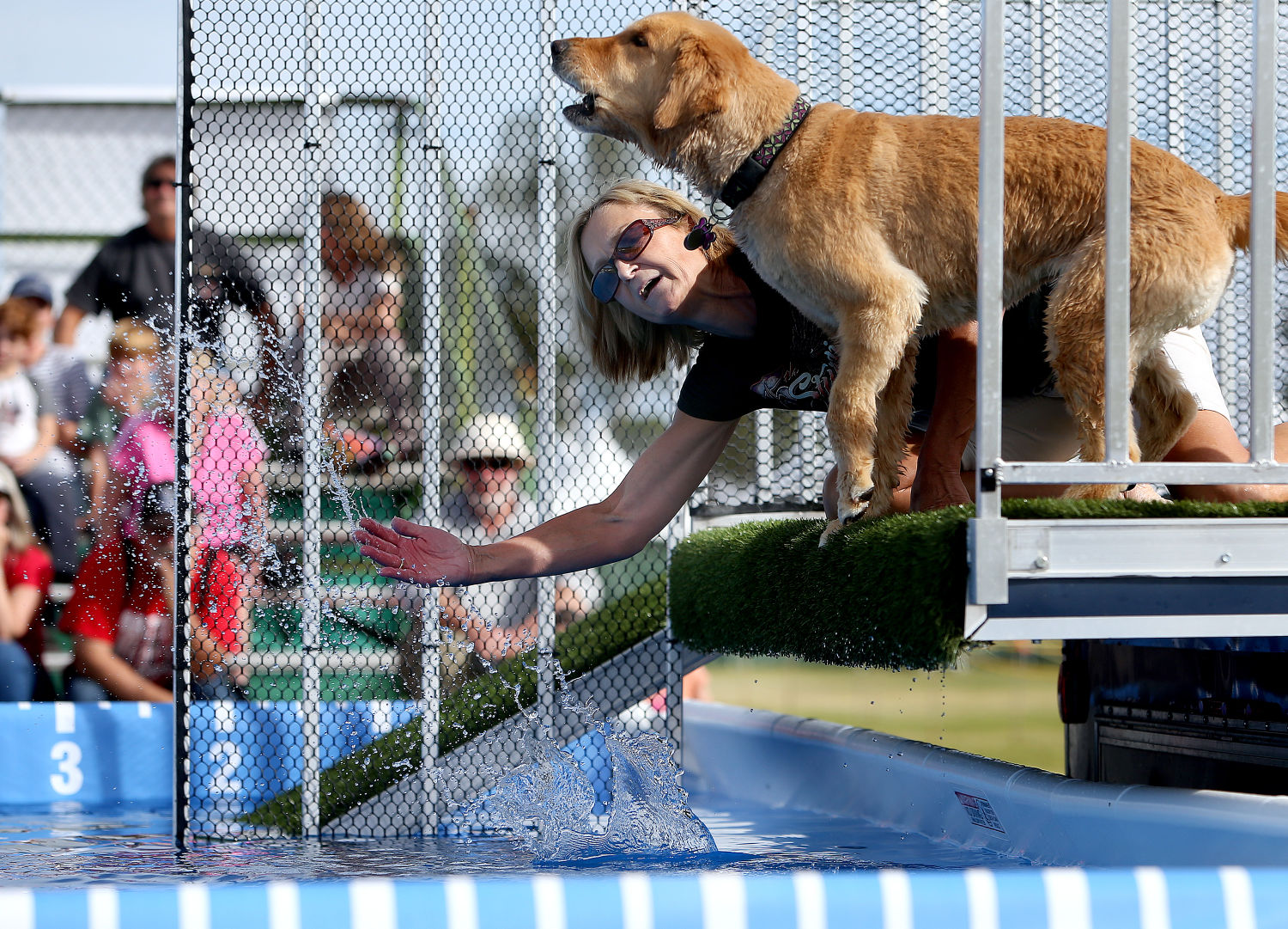 Dock diving dogs